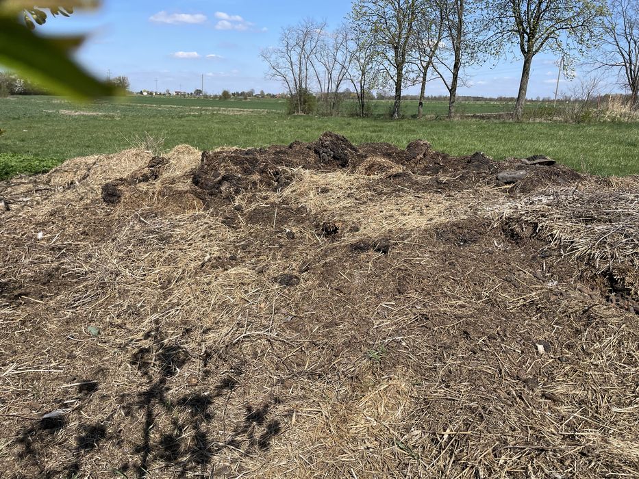 Sprzedam obornik koński 3 letni