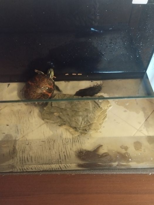 Sprzedam  żółwia wodnego