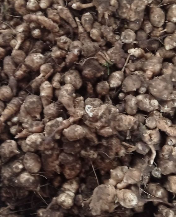 Topinambur spod lasu