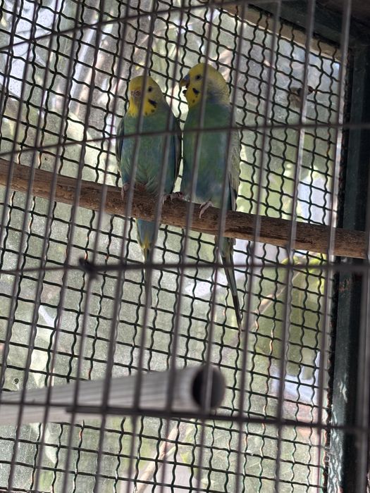 Cedo casal de periquitos arco ires anilhados de 2024