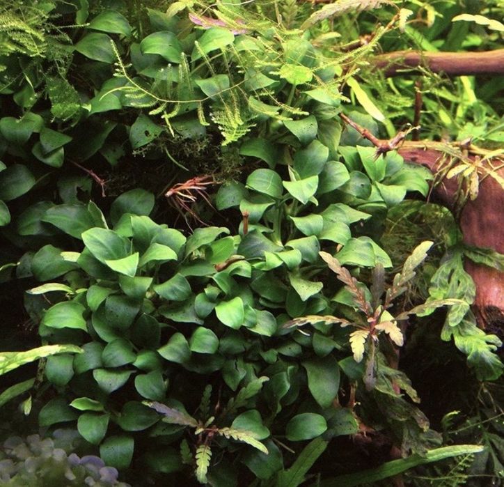 Rośliny akwariowe rozne gatunki pakiet mix