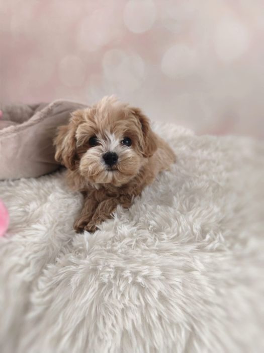 Cudowny chłopiec rasy maltipoo maleńki