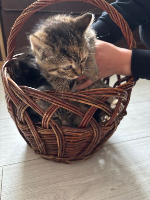 Віддам кошенят безкоштовно