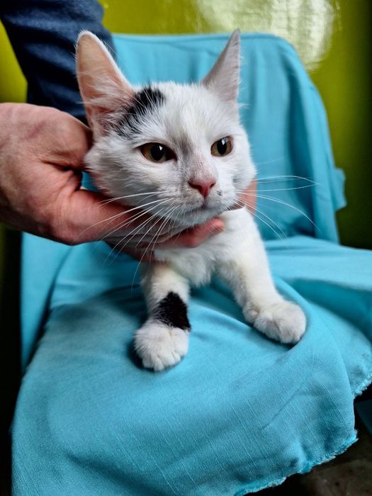 Стерилизованная чёрно-белая котенок девочка ищет дом! Котята в хорошие