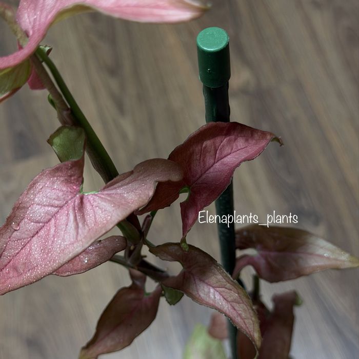 Сингониум Red Slender, Lance Leaf, Oregano, Rayii