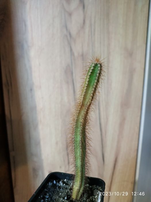 Кактус цереус Перуанский (Cereus peruvianus)