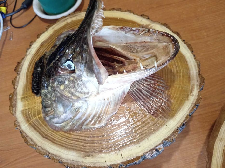 Чучело головы щуки.