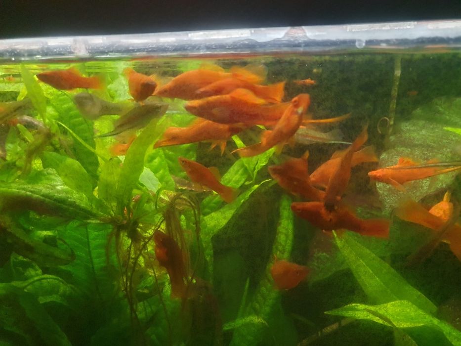 Mieczyki rybki akwariowe