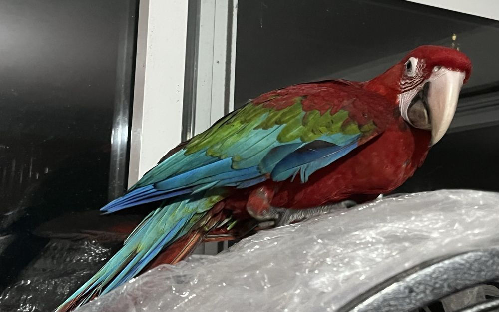 Arara vermelha macho (ara chloropterus)