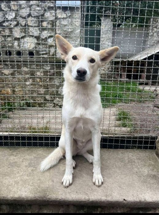 Найкраща родина для собачок, найдись