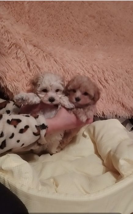 Кукольная девочка мини мальтипу