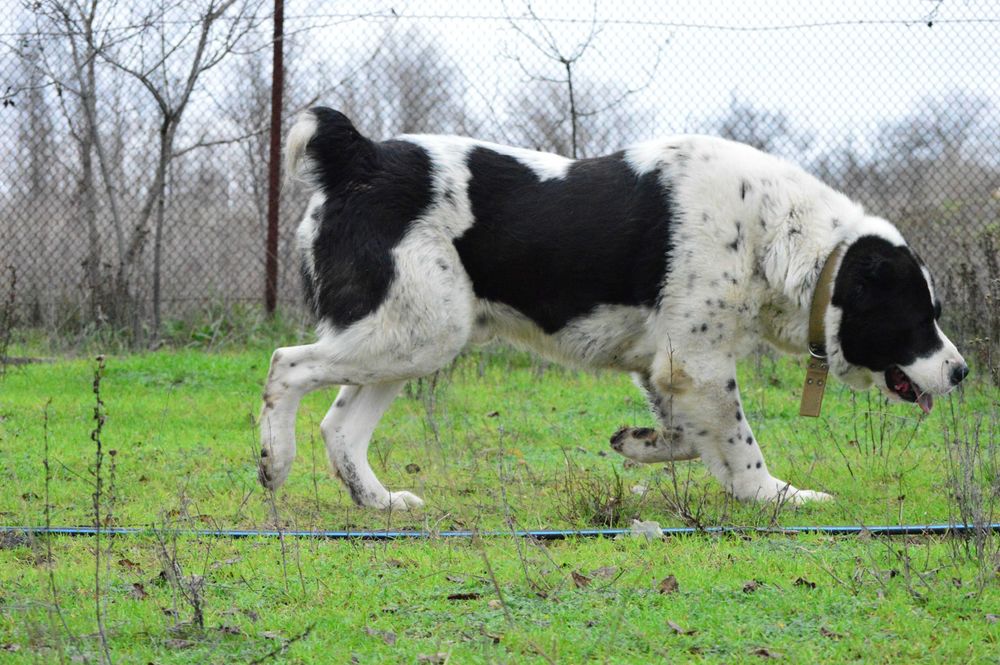 Алабай Граф запрошує на побачення