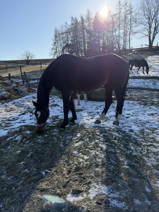 Klacz dla kazdego super pochodzenie