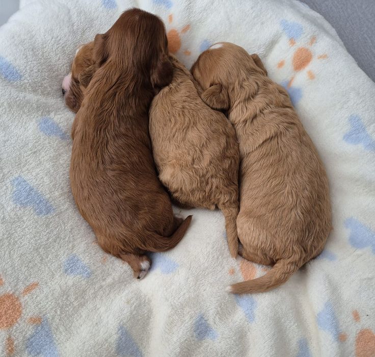 Suczka Cavapoo F1 Cavalier & Pudel