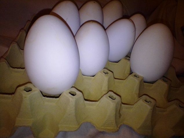 Jaja Gęsie. Jaja lęgowe gęsie. Wysyłka.