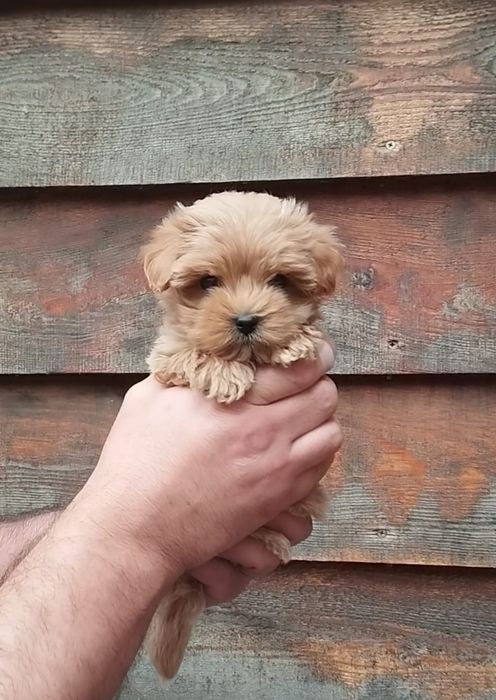 Мальтипу maltipoo