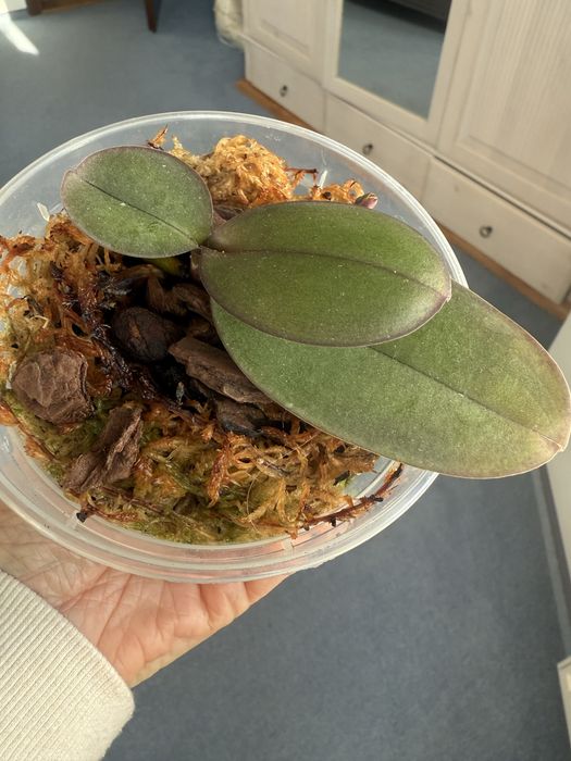 Орхідея підліток Unicorn (єдиноріг) з квітконосом