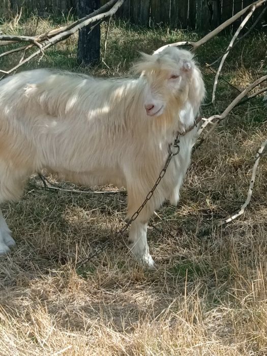козлики Ламанча продам