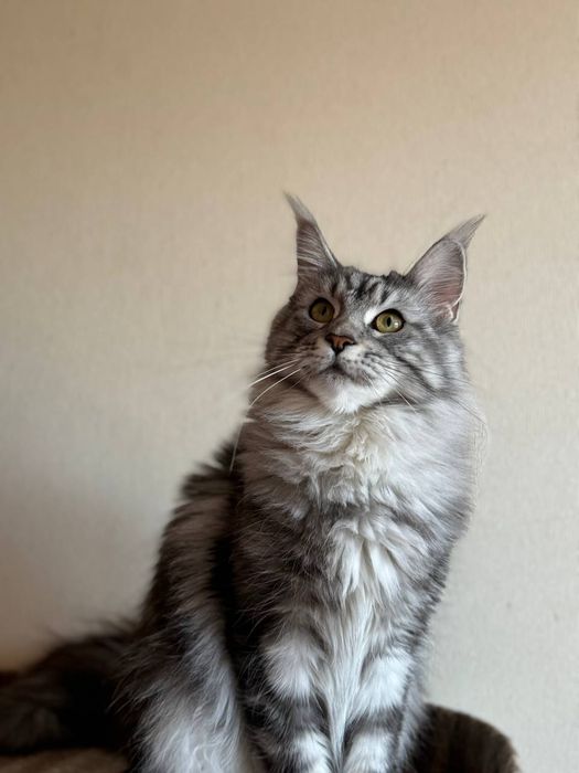 Котята мейн кунята