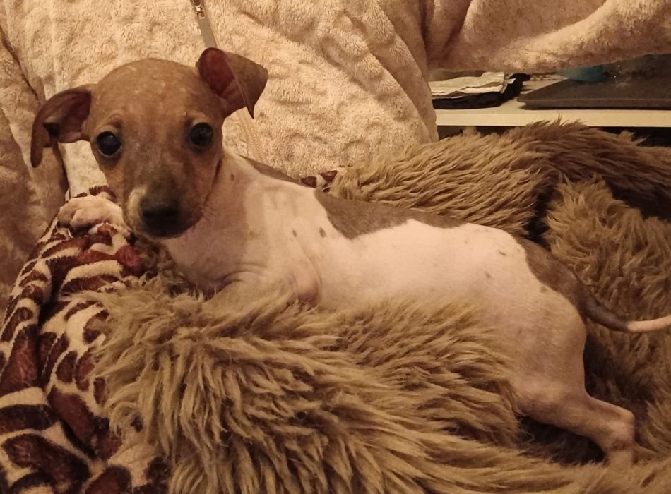 Cão sem pêlo (American Hairless Terrier)