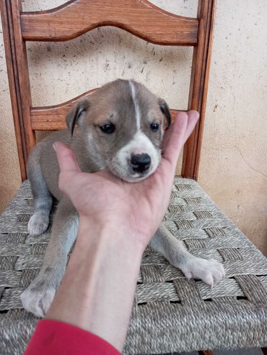 Cães filhotes para adoção