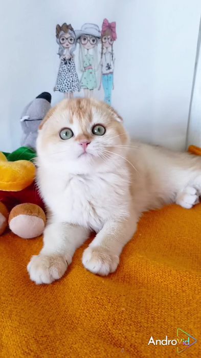 Гарненька дівчинка золота шиншила