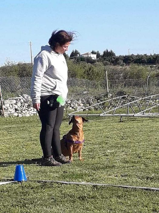 Sofia&Cãopanhia - Educação, treino canino, pet sitting domicílio tutor