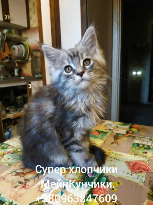Кошенята Мейн-Кунчики...4 -хлопця. Вік - 3 місяці.