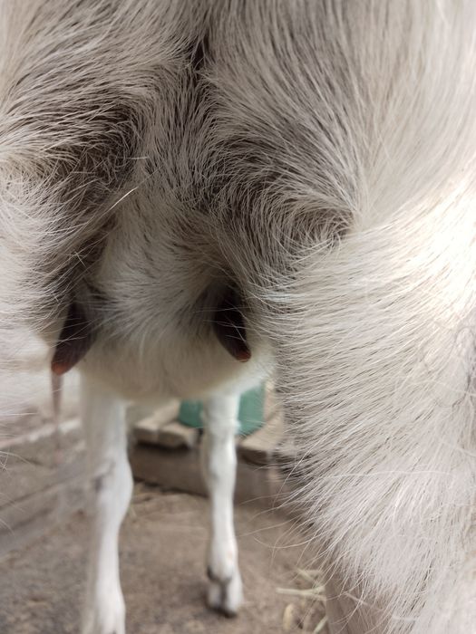 Кози дійні та молоді безрогі