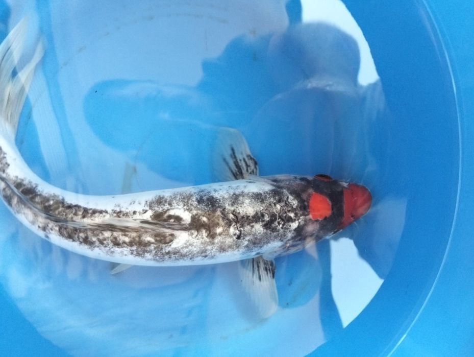Carpa koi  Beni kumonryu 35 cm