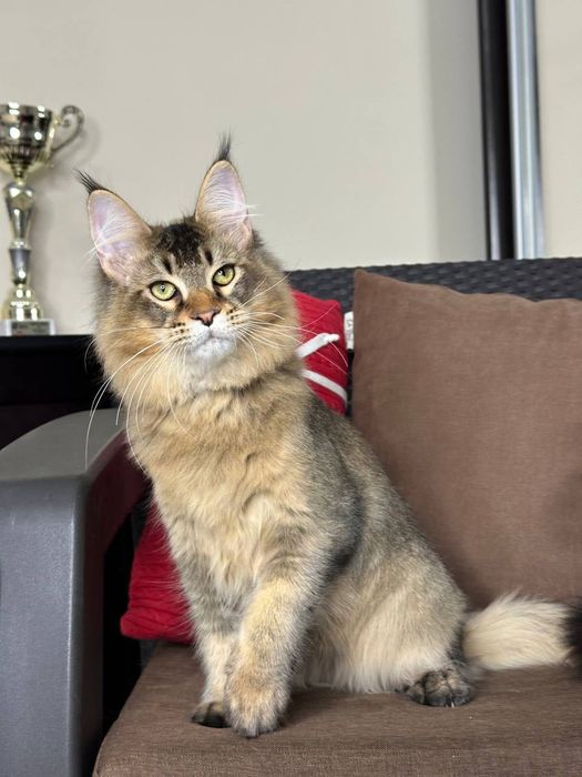 Vesson-Kocurek Maine Coon