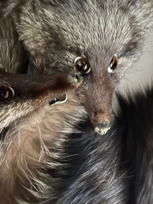 Futro, mufka, 2 kołnierze ze srebrnego lisa. Niespotykane.