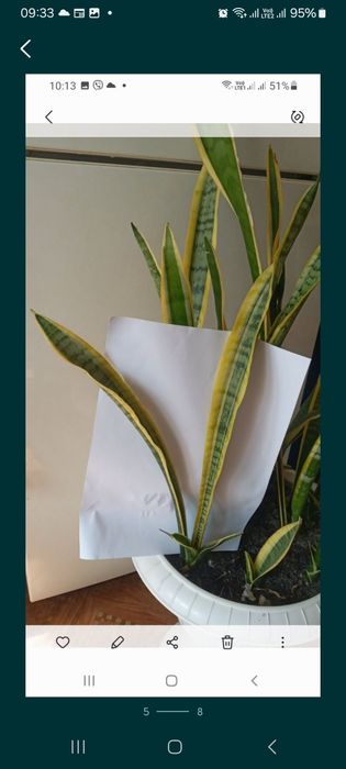 Сансевієрія Блек Корал, Муншайн, ханні Голд, Вітні, Лауренті