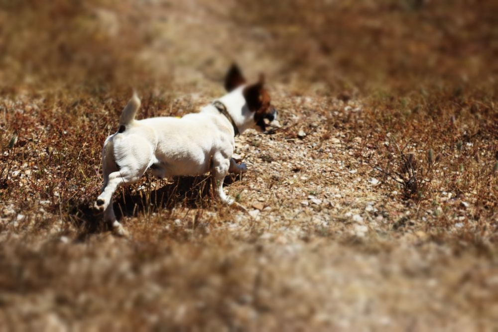 Jack russell familia