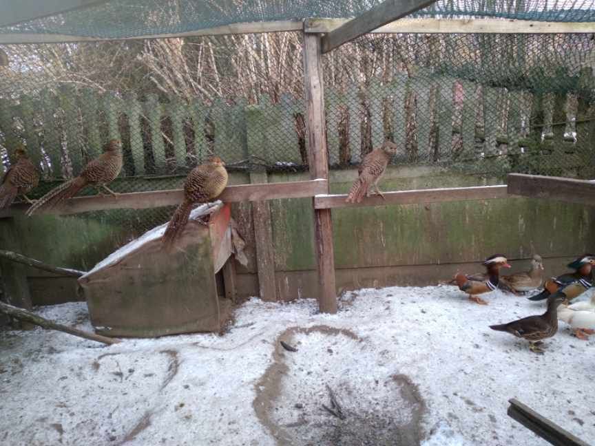 Bazanty zlote i bananowe