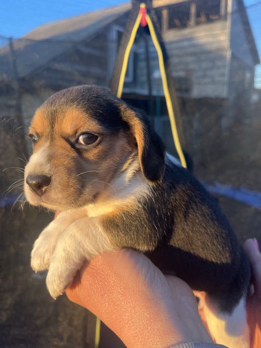 Продам цуценят Бігля