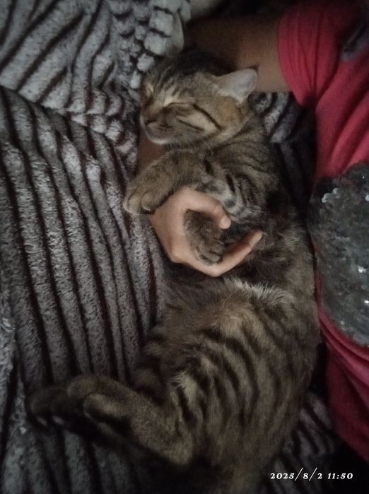 Продаю кота в добрі куки