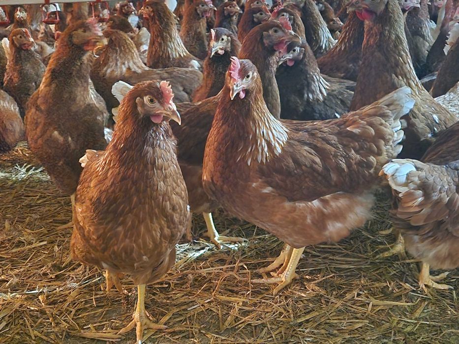 Kury kokoszki nioski Tetra brązowa dowóz gratis