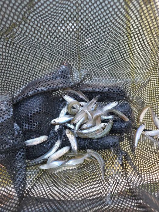 Narybek słonecznicy