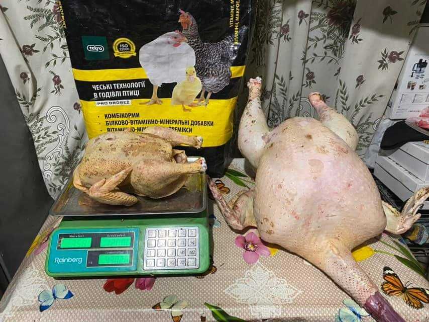 Добові курчата БРОЙЛЕРА