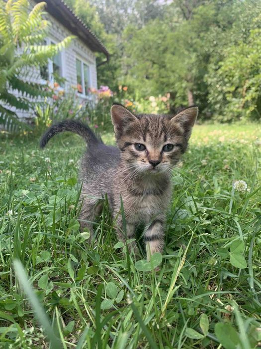 Бесплатно маленькие котики.