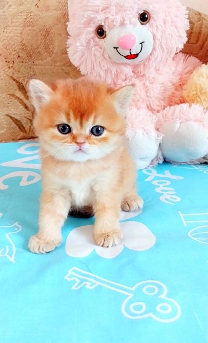 Золоте ведмежатко Дівчинка