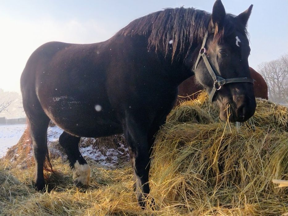 Klacz zrebna z licencją