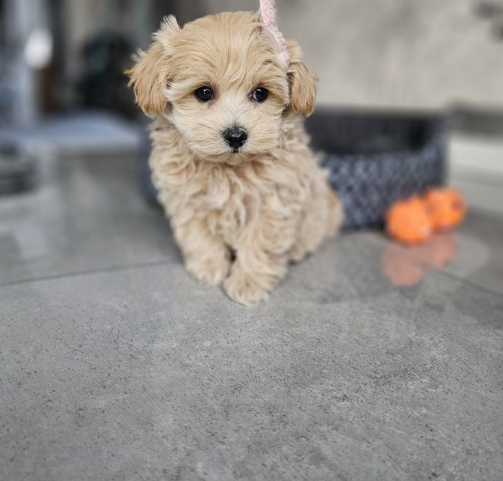 Zjawiskowa Dziewczynka  Maltipoo