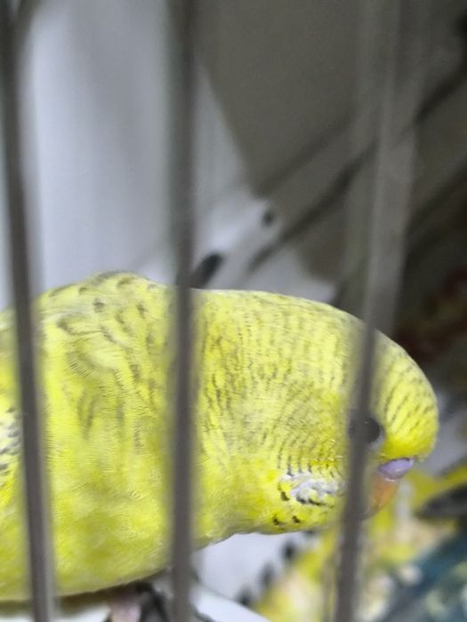 Periquitos Australianos