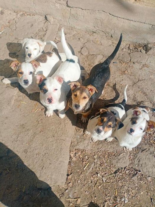 Цуценята шукають дім