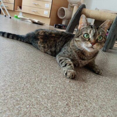 Figa szuka kochającego domu