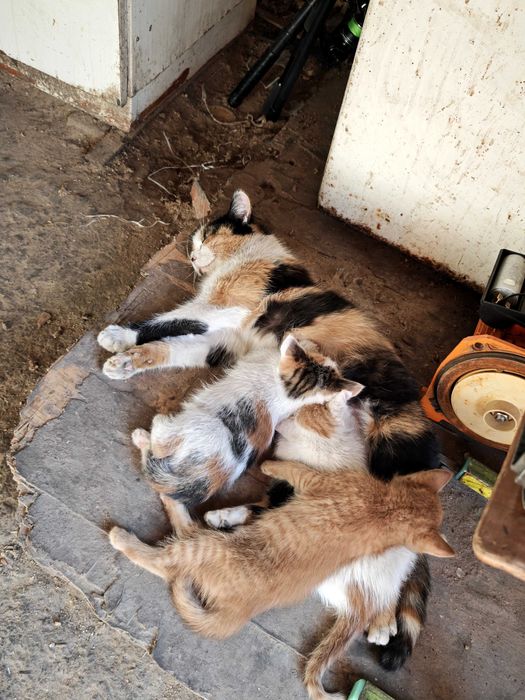 Гарні, милі котенята безкоштовно!)