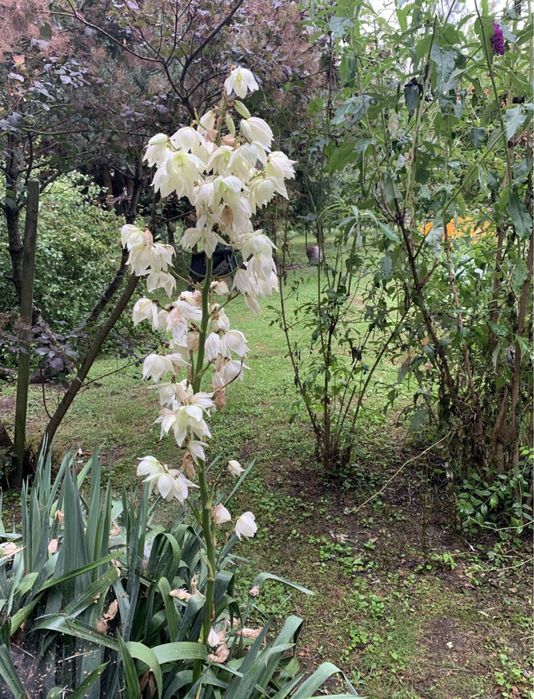 Miskant olbrzymi i juka