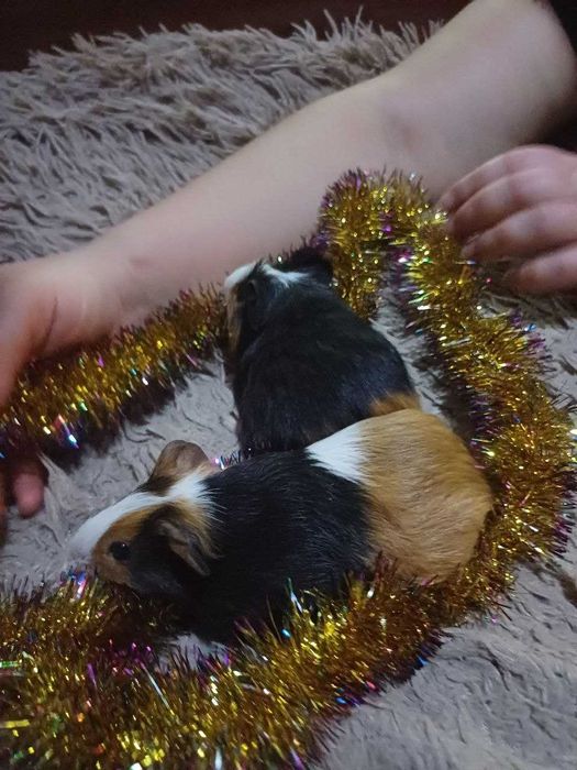 Морська свинка.    .